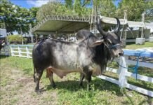 Encontro de Rastreabilidade Bovina é destaque da Exposição Paraíba Agronegócio
